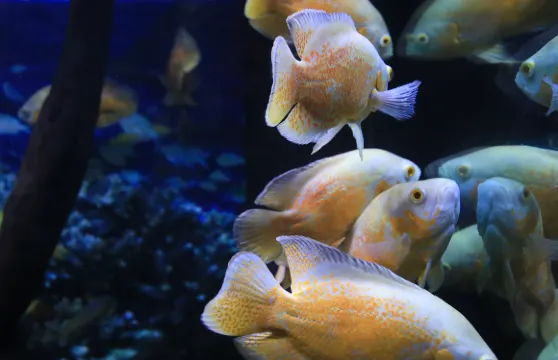 秦巴海洋世界海獅表演大小同價