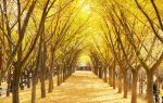 Ginkgo Time Tunnel