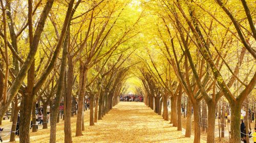 Ginkgo Time Tunnel
