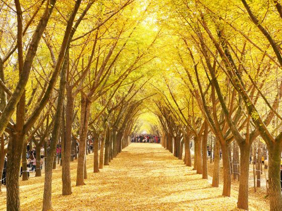 Ginkgo Time Tunnel