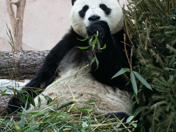 Bifengxia Panda Reserve