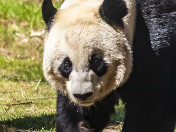 淹城野生動物世界