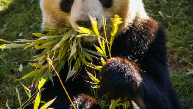 熊貓谷+都江堰+川劇表演+仰天窩+灌縣古城+鍾書閣(融創茂廣場店)+藍眼淚