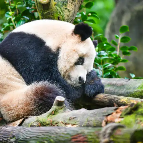 Popular Family-friendly Attractions in Dujiangyan