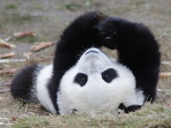 閬中貓熊樂園