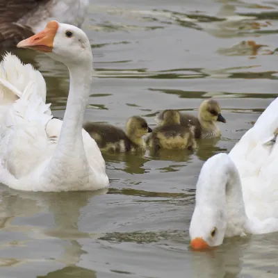 Отзывы об отеле Breakfast at Tiffany's Motel