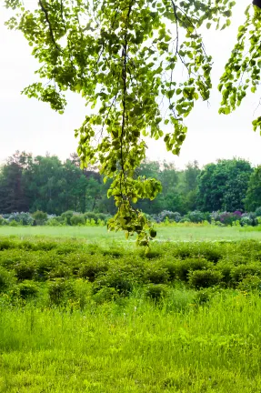 Хоумстей в г. Биэй