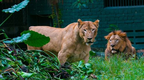 Zoo Negara Malaysia