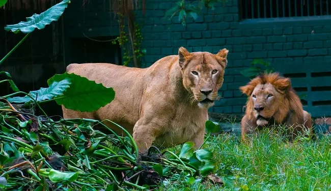 2_馬來西亞國家動物園