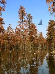 Zhangduhu Water Forest