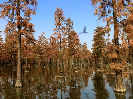 Zhangduhu Water Forest