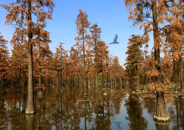Zhangduhu Water Forest