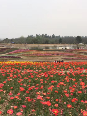 花海景區