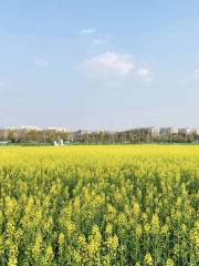 湖南農業大學油菜花基地