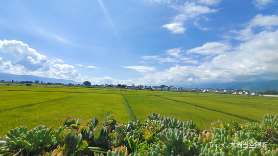 Xizhou Colorful Rice Fields