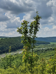 Дністровський каньон