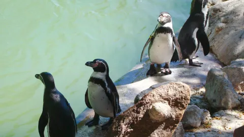 สวนสัตว์แห่งชาติชิลี attraction in ชิลี