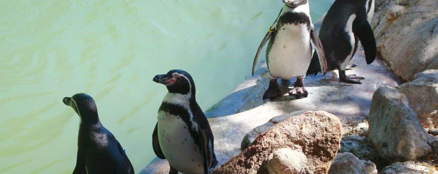Chilean National Zoo