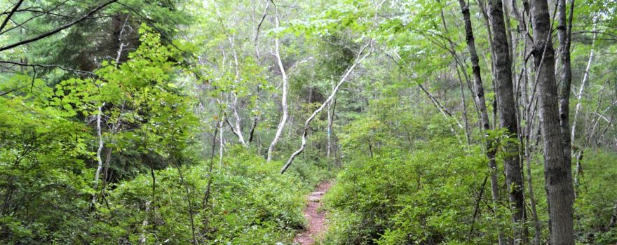 Hundred Acre Wood - Blue Hill Heritage Trust