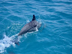 Dolphin Bay