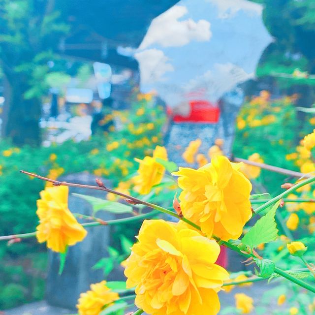 京都　松尾大社