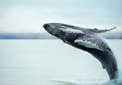 Kaikoura