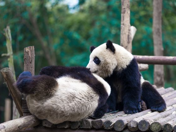 Bifengxia Panda Reserve