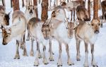 Ewenki Reindeer Park