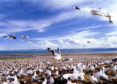 Bird Island of Qinghai Lake