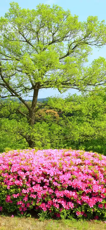 คะรัตสึ