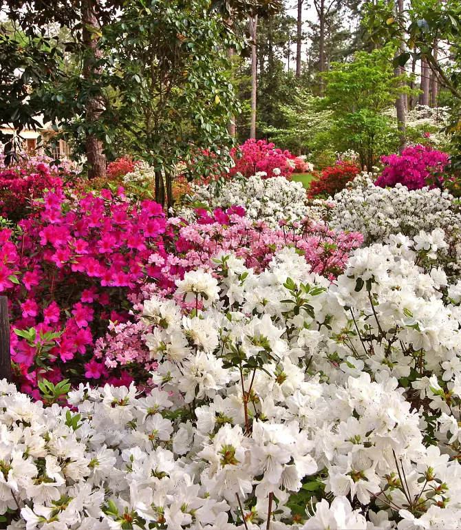 Pinehurst