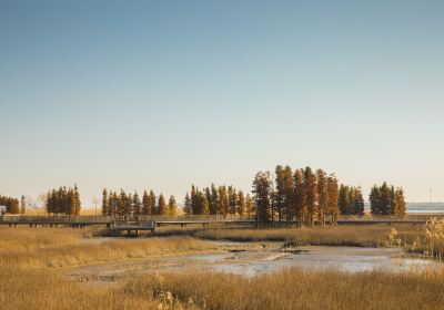 Shuangshandao Wetland Park