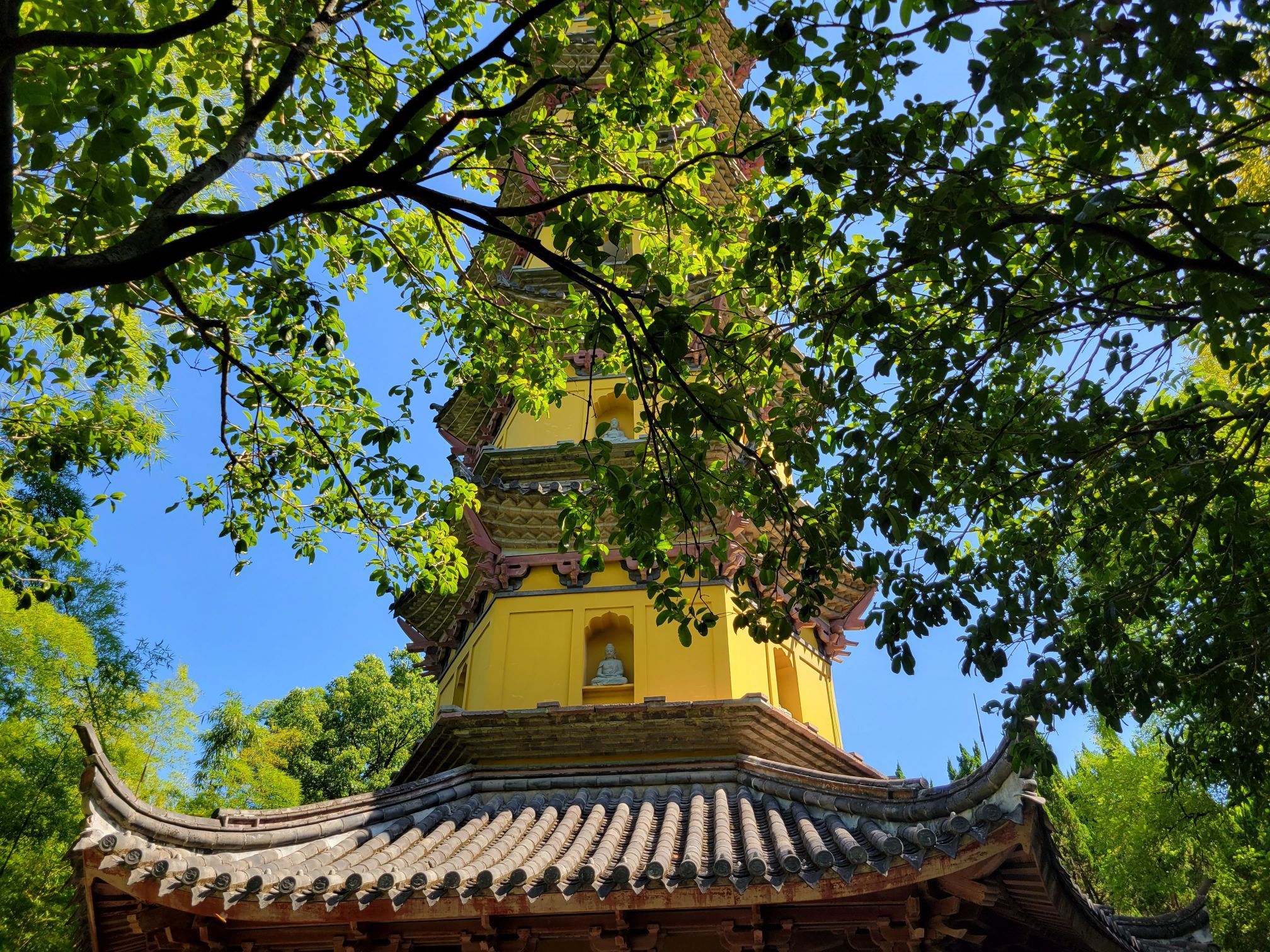 海外花系 中国 阿育王寺(アショカオウジ) 通一法師墨跡 箱書き有