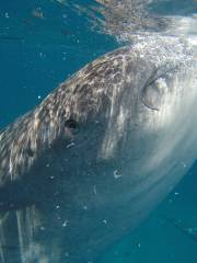 Taug Whale Shark Watching and Snorkeling