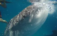 薄荷島LILA鯨鯊共遊