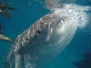 Taug Whale Shark Watching and Snorkeling