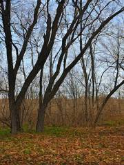 Woodland Mounds State Preserve