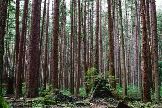 Hotels near Pacific Spirit Regional Park