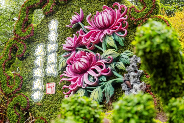 【杭州】第四屆長三角菊花精品展暨杭州第十屆菊花藝術展 | 杭州植物園