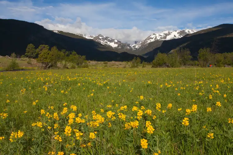 Larimer County