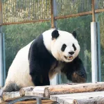 Beijing Zoo