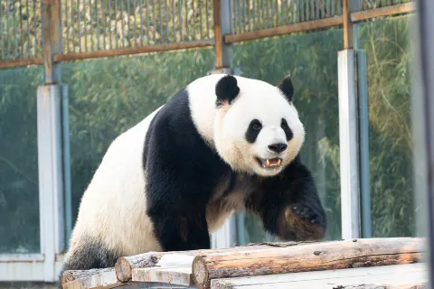 Beijing Zoo