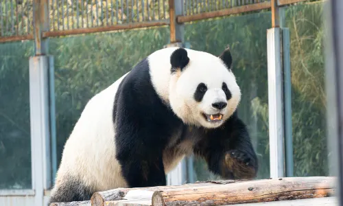 Beijing Zoo
