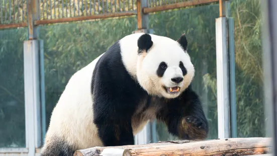 Beijing Zoo