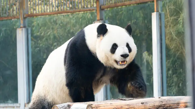 1_Beijing Zoo