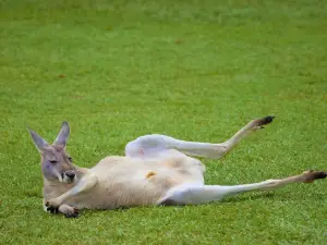 Australia Zoo