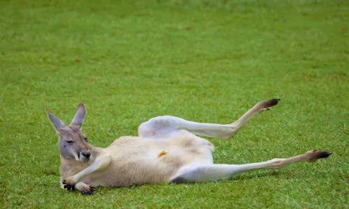 Australia Zoo