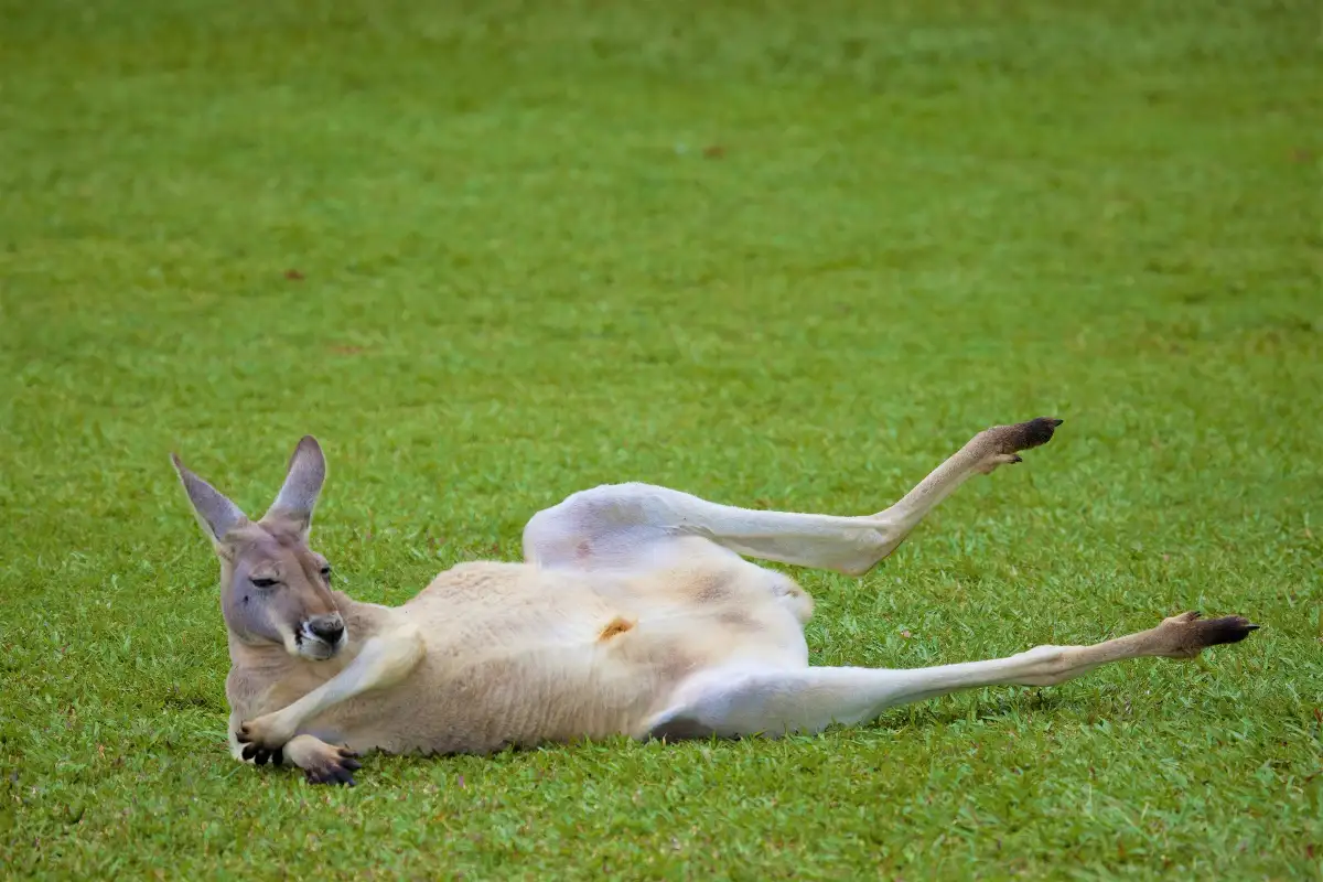 Australia Zoo
