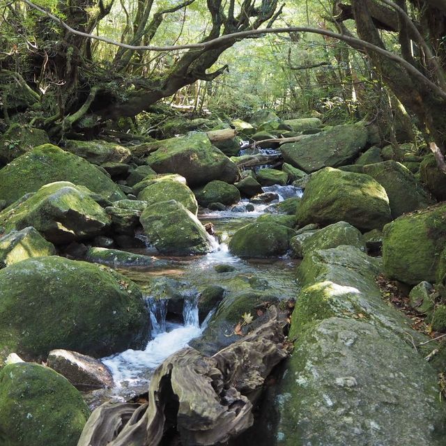 もののけ姫の元となった「苔むすの森」