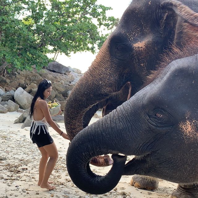 เล่นน้องช้าง ที่ภูเก็ต 